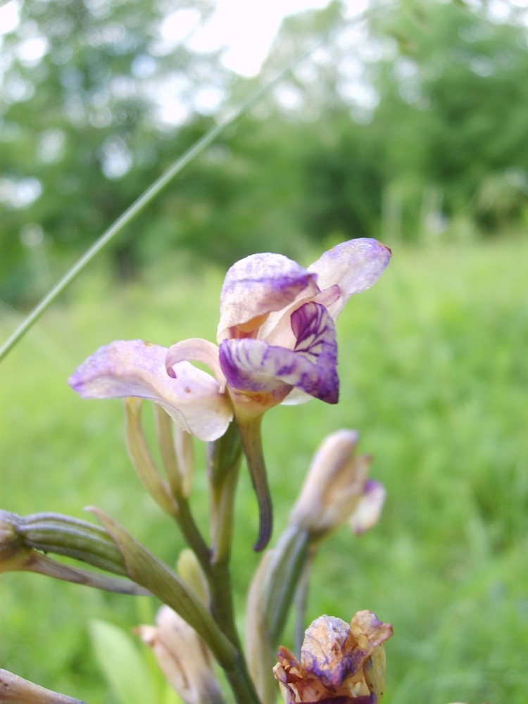 Violetter Dingel (Limodorum abortivum) am 6.Juni am Oberrhein