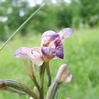 Violetter Dingel (Limodorum abortivum) am 6.Juni am Oberrhein