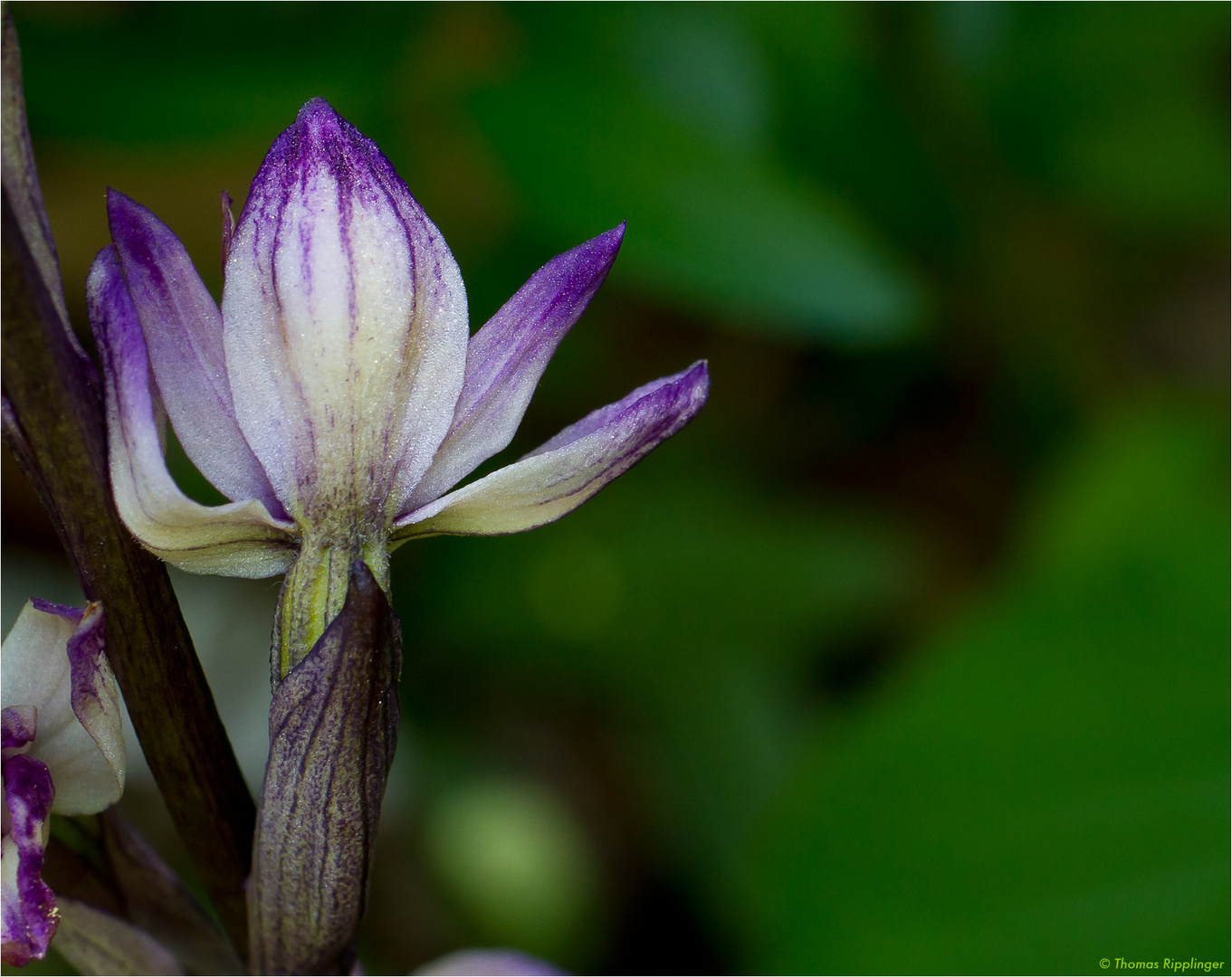 Violetter Dingel (Limodorum abortivum) ..