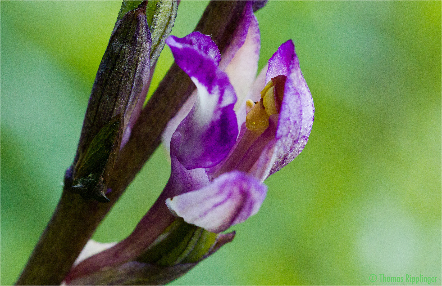 Violetter Dingel (Limodorum abortivum) ...-
