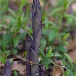 Violetter Dingel (Limodorum abortivum).. .. . .