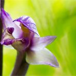 Violetter Dingel (Limodorum abortivum)....