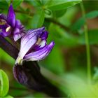 Violetter Dingel (Limodorum abortivum) .. .