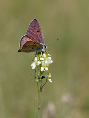 Violetter Feuerfalter
