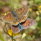 Violetter Feuerfalter (Lycaena alciphron)