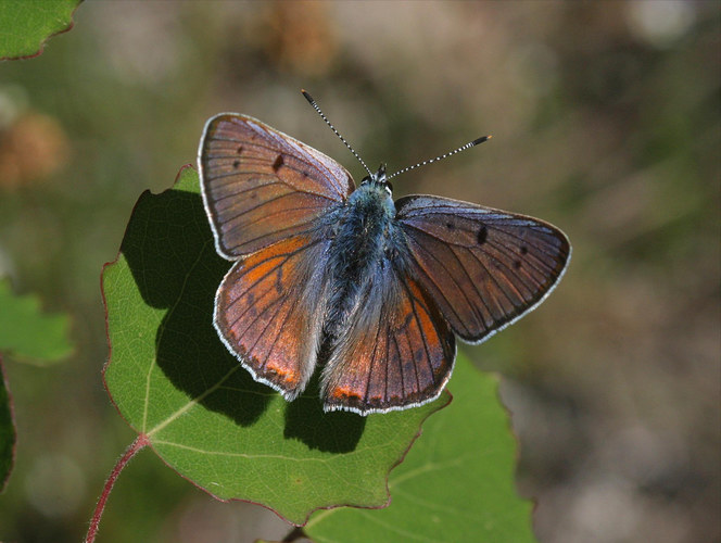 Violetter Feuerfalter (Lycaena alciphron)