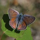 Violetter Feuerfalter (Lycaena alciphron)