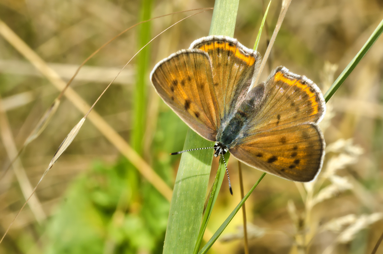 Violetter Feuerfalter (Lycaena alciphron)