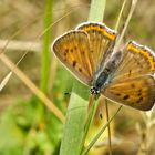 Violetter Feuerfalter (Lycaena alciphron)