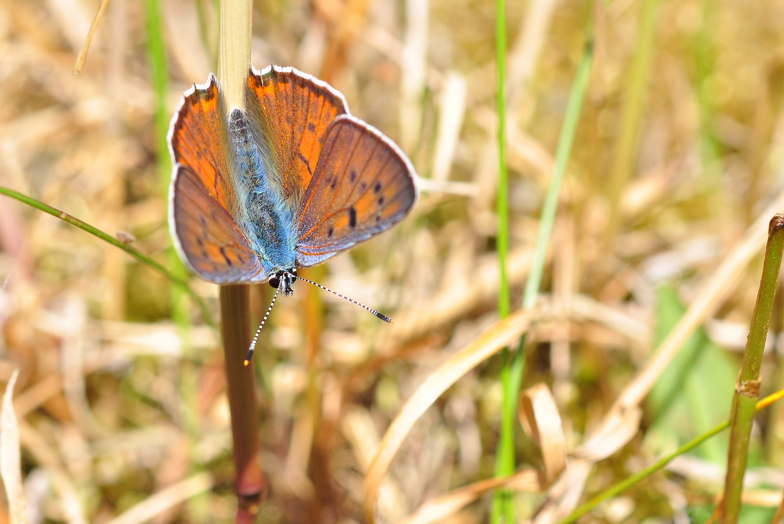 Violetter Feuerfalter..... (Lycaena alciphron)