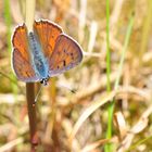 Violetter Feuerfalter..... (Lycaena alciphron)