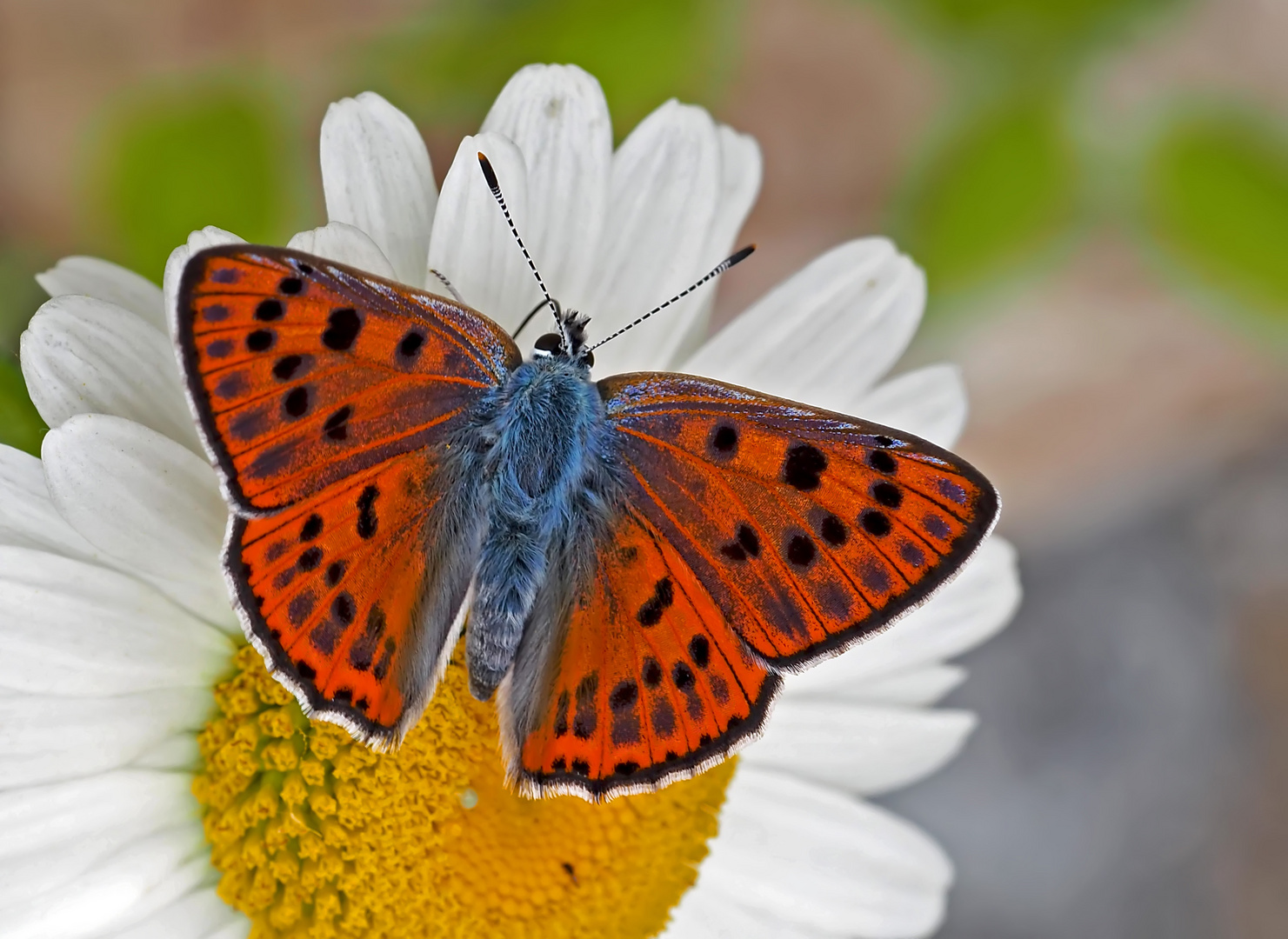 Violetter Feuerfalter (Lycaena alciphron gordius) - Le Cuivré flamboyant!