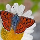 Violetter Feuerfalter (Lycaena alciphron gordius) - Le Cuivré flamboyant!