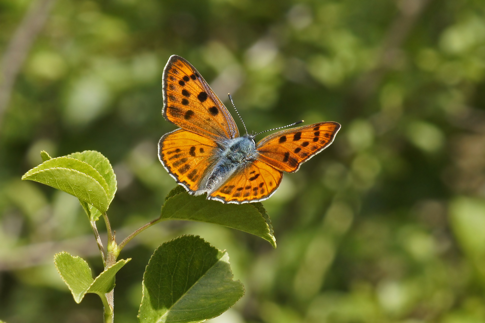 Violetter Feuerfalter (Lycaena alciphron gordius), Männchen