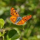 Violetter Feuerfalter (Lycaena alciphron gordius), Männchen