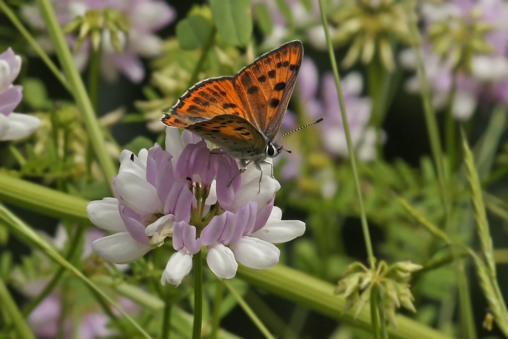 Violetter Feuerfalter (Lycaena alciphron gordius), Männchen