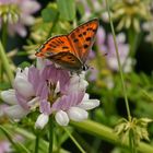 Violetter Feuerfalter (Lycaena alciphron gordius), Männchen