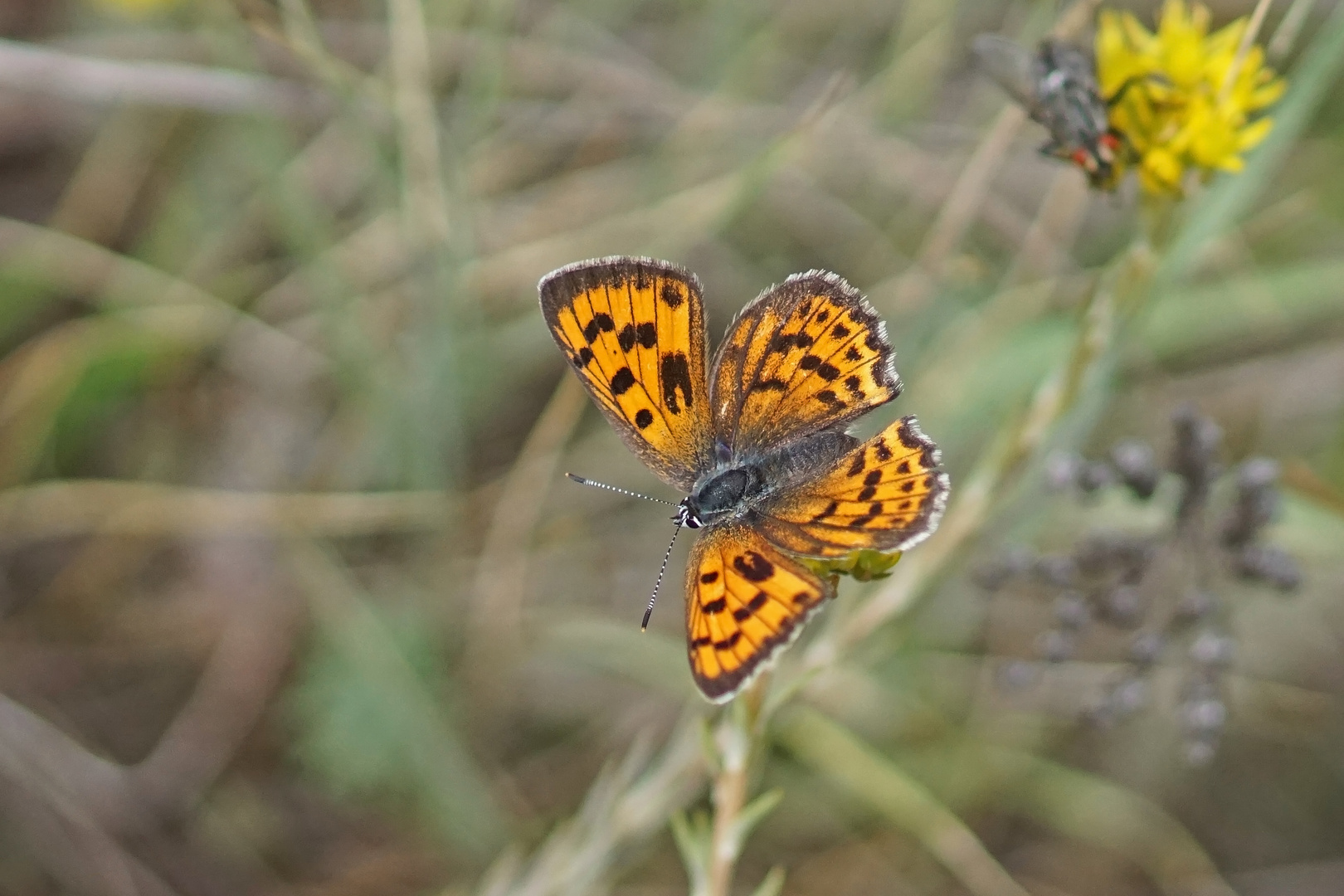 Violetter Feuerfalter (Lycaena alciphron gordius), Weibchen