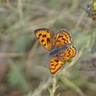 Violetter Feuerfalter (Lycaena alciphron gordius), Weibchen