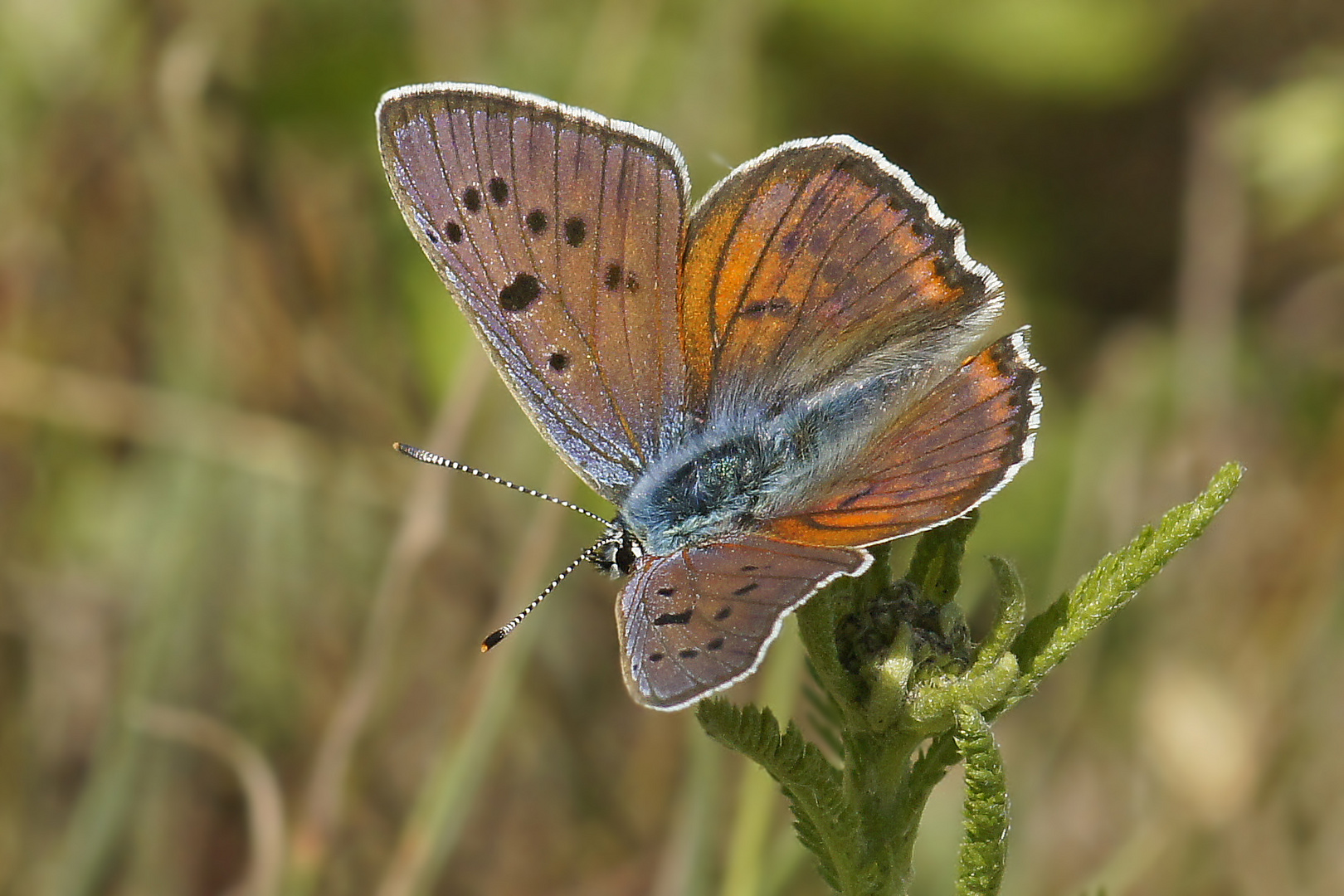 Violetter Feuerfalter (Lycaena alciphron), Männchen