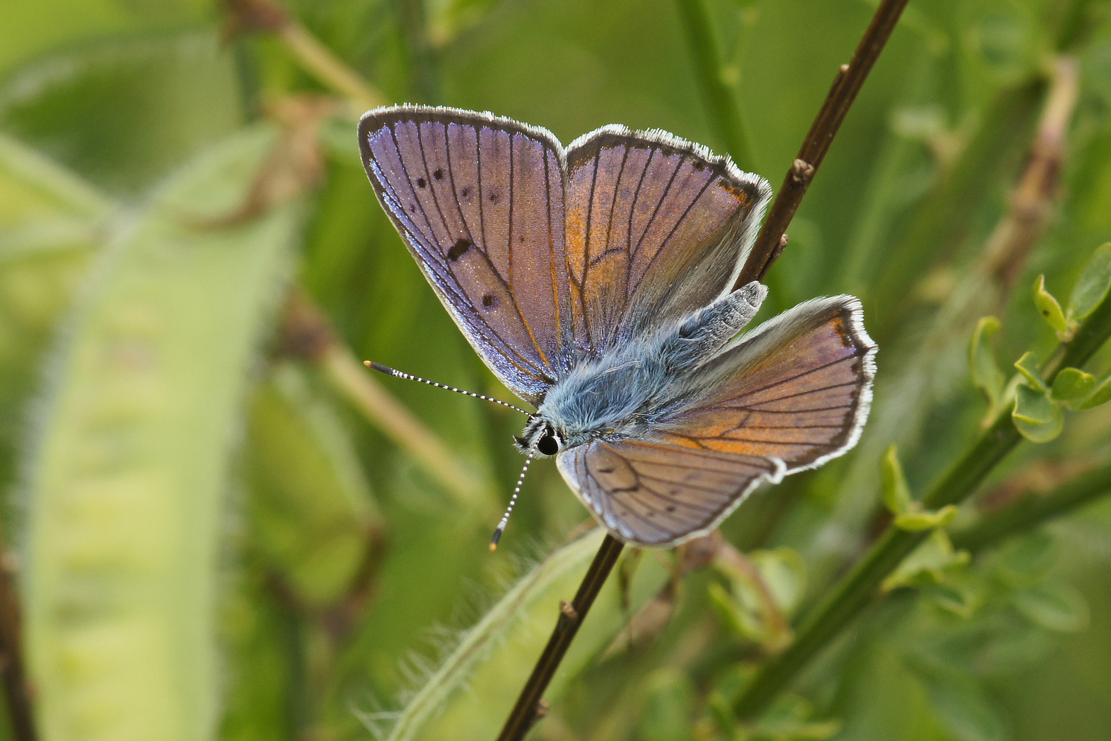 Violetter Feuerfalter (Lycaena alciphron), Männchen