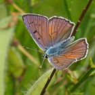 Violetter Feuerfalter (Lycaena alciphron), Männchen