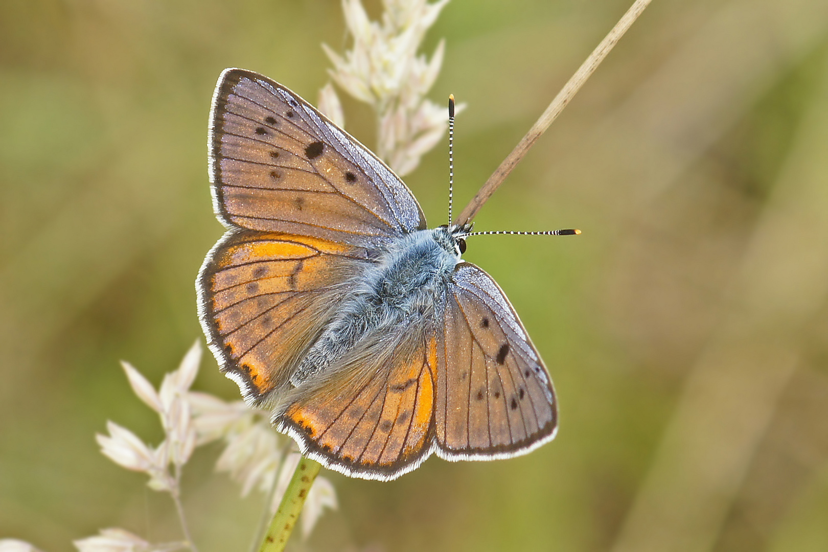 Violetter Feuerfalter (Lycaena alciphron), Männchen