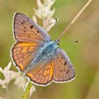 Violetter Feuerfalter (Lycaena alciphron), Männchen