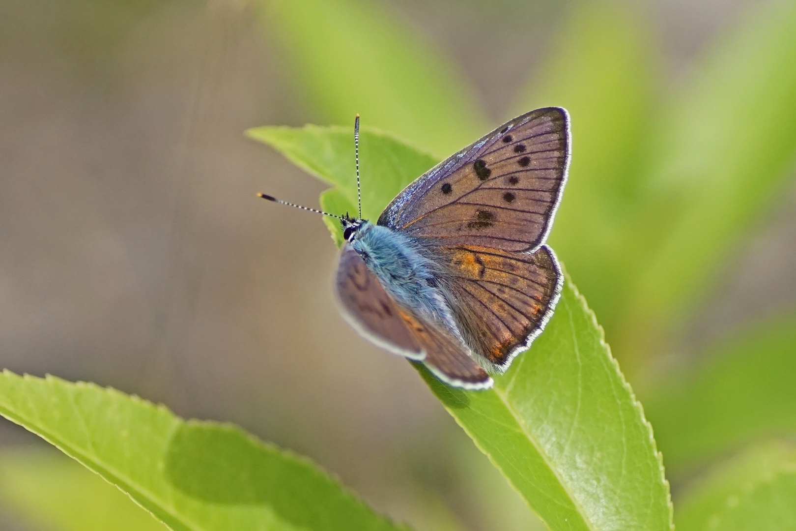 Violetter Feuerfalter (Lycaena alciphron), Männchen