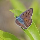 Violetter Feuerfalter (Lycaena alciphron), Männchen