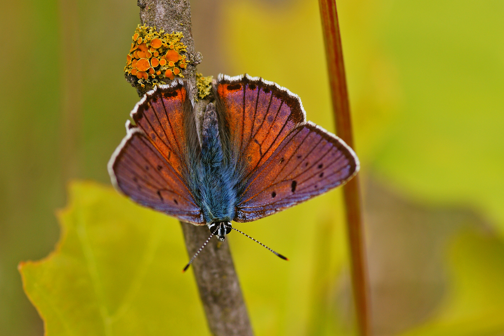 Violetter Feuerfalter (Lycaena alciphron), Männchen.