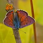 Violetter Feuerfalter (Lycaena alciphron), Männchen.