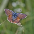 Violetter Feuerfalter (Lycaena alciphron), Männchen