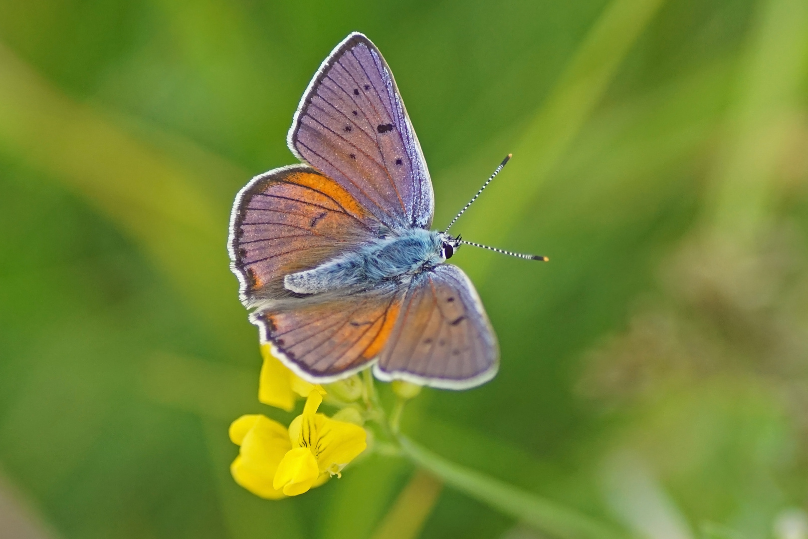 Violetter Feuerfalter (Lycaena alciphron), Männchen