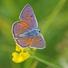 Violetter Feuerfalter (Lycaena alciphron), Männchen