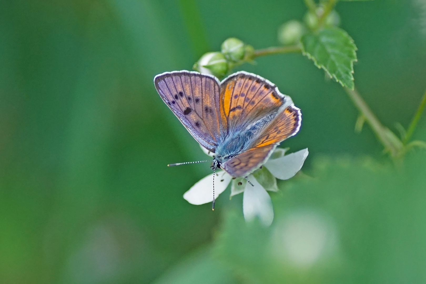 Violetter Feuerfalter (Lycaena alciphron), Männchen