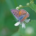 Violetter Feuerfalter (Lycaena alciphron), Männchen