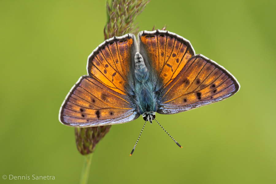 Violetter Feuerfalter (Lycaena alciphron) Männchen