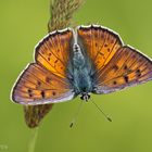 Violetter Feuerfalter (Lycaena alciphron) Männchen