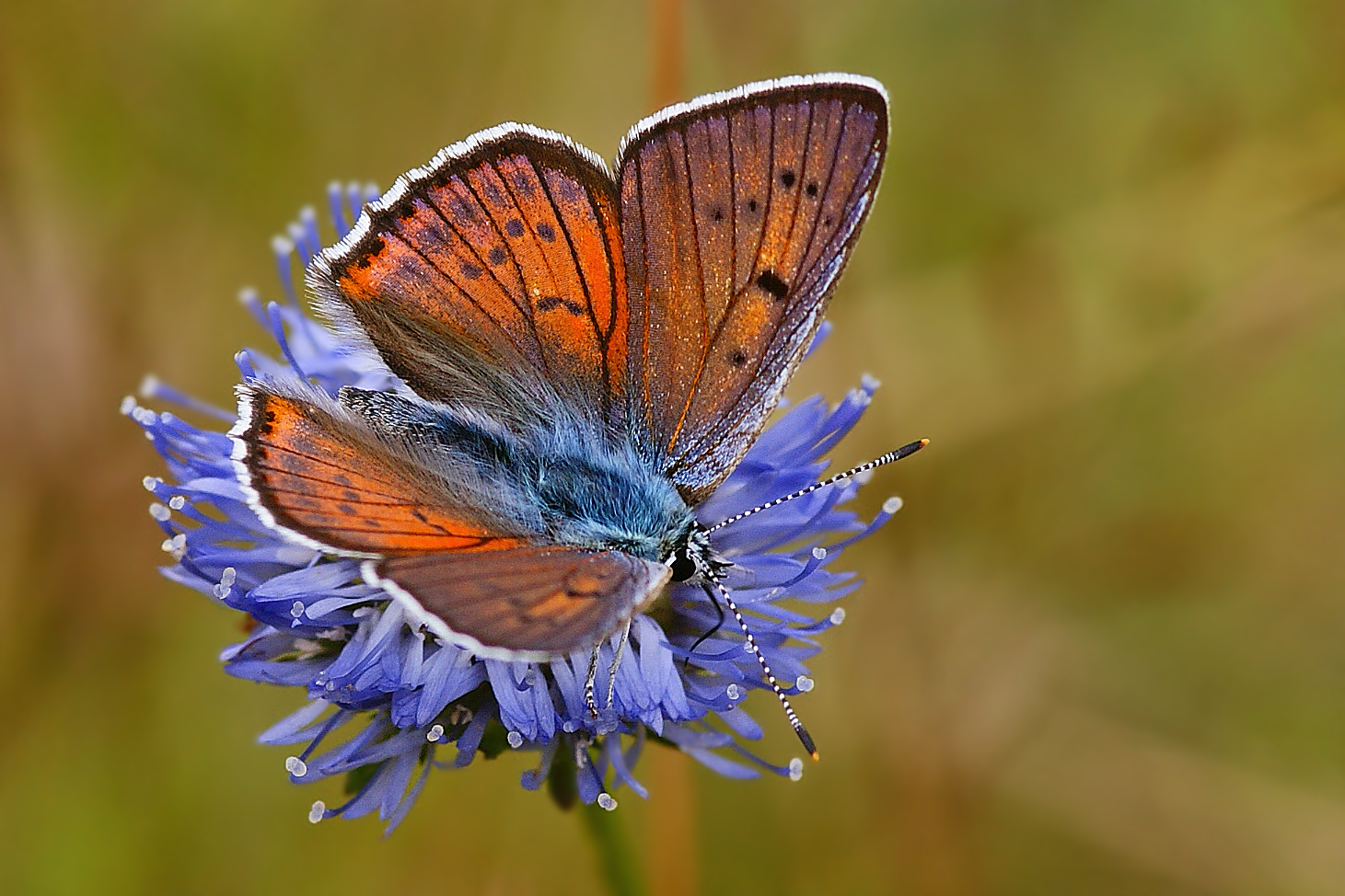 Violetter Feuerfalter (Lycaena alciphron), Männchen