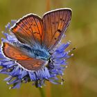 Violetter Feuerfalter (Lycaena alciphron), Männchen