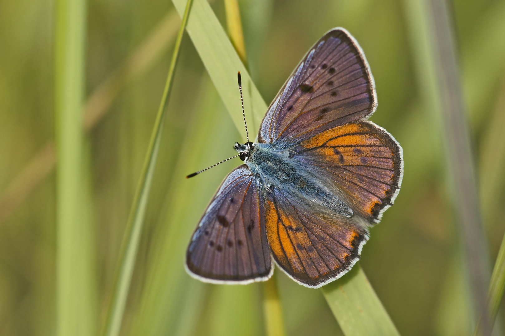 Violetter Feuerfalter (Lycaena alciphron), Männchen