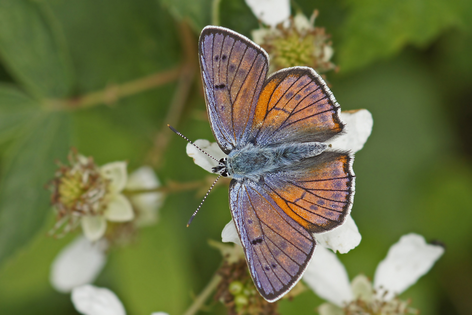 Violetter Feuerfalter (Lycaena alciphron), Männchen, der erste 2014