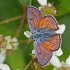 Violetter Feuerfalter (Lycaena alciphron), Männchen, der erste 2014