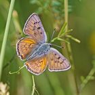 Violetter Feuerfalter (Lycaena alciphron), Männchen