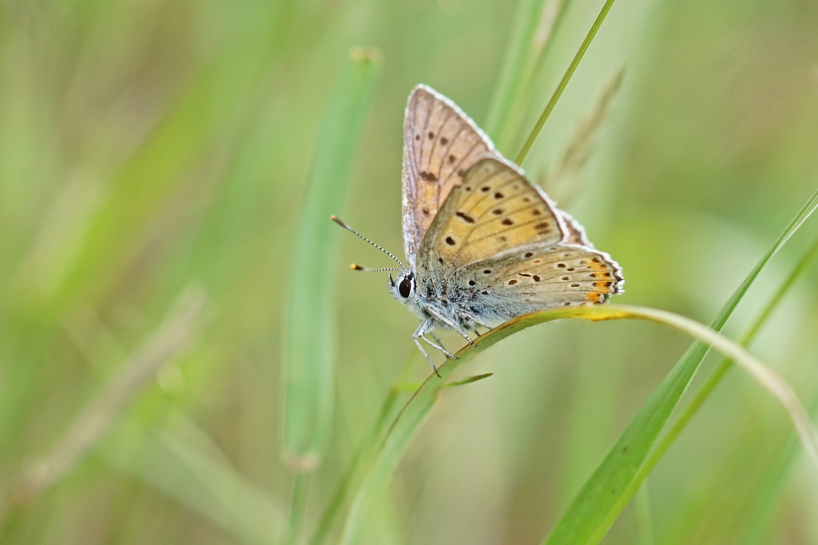 Violetter Feuerfalter (Lycaena alciphron), Männchen