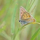 Violetter Feuerfalter (Lycaena alciphron), Männchen