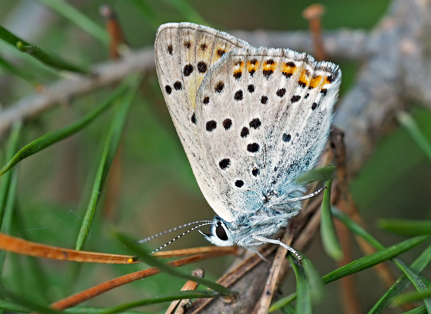 Violetter Feuerfalter (Lycaena Alciphron, ssp. gordius) -  Le Cuivré flamboyant.