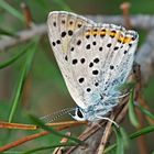 Violetter Feuerfalter (Lycaena Alciphron, ssp. gordius) -  Le Cuivré flamboyant.