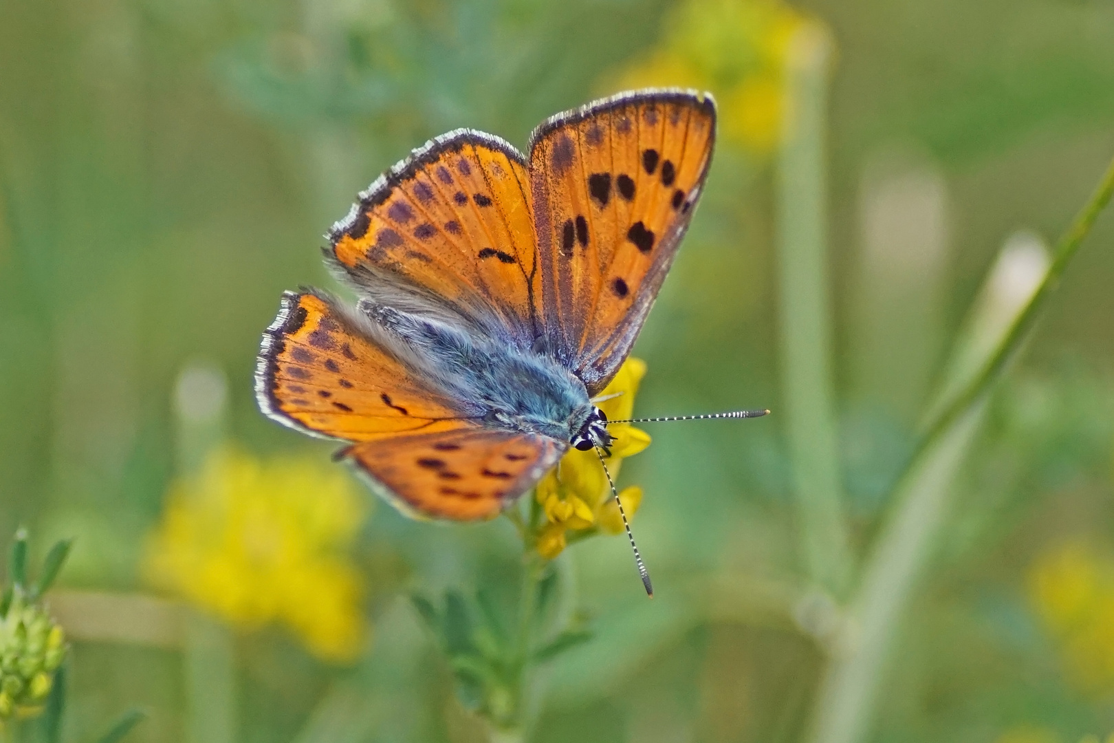 Violetter Feuerfalter (Lycaena alciphron ssp. gordius), Männchen